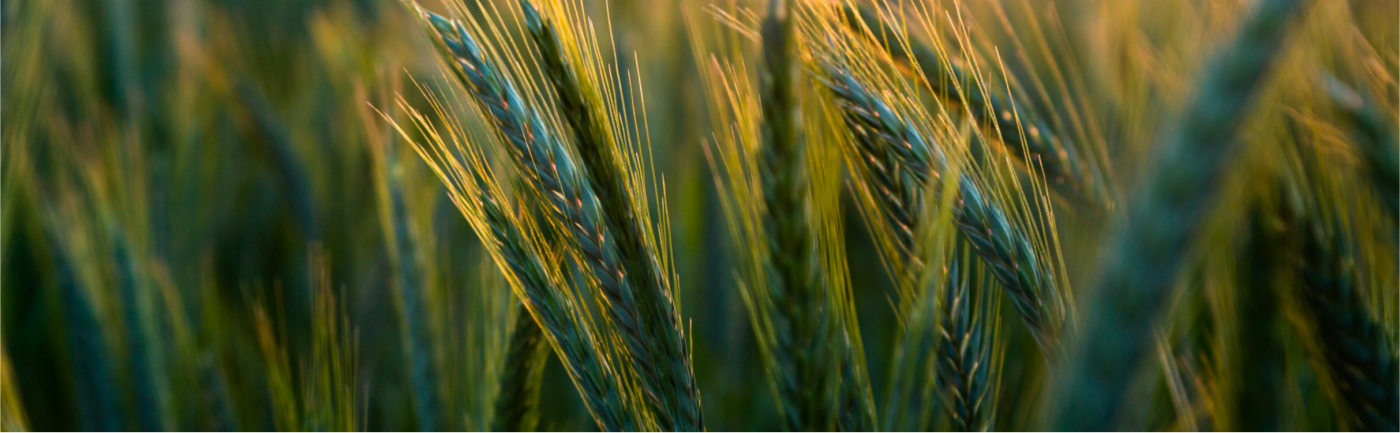 Пшениця на заході сонця